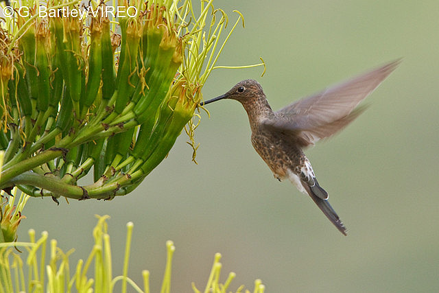 Giant Hummingbird b57-7-199.jpg